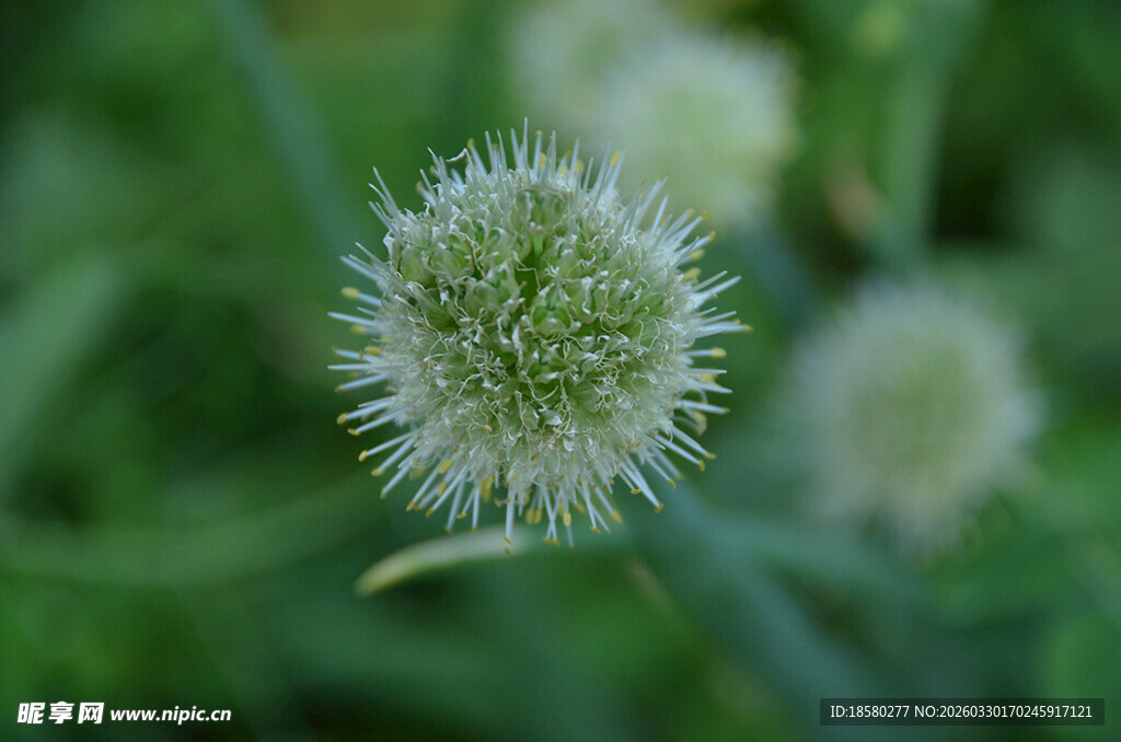 球状葱花特写