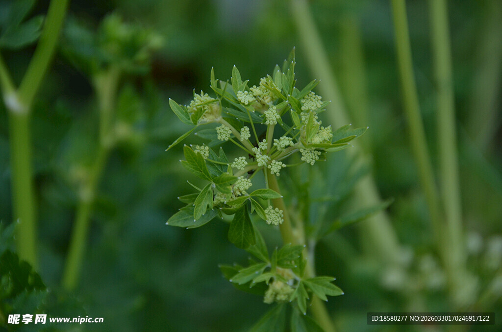 芹菜花嫩绿植物特写