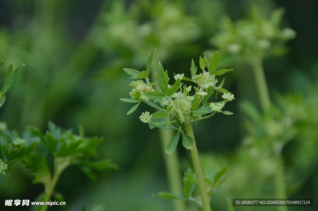 芹菜花嫩绿植物特写