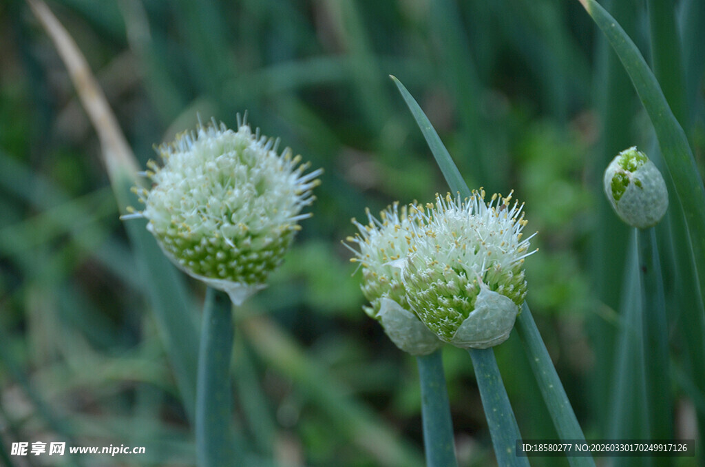 葱类植物的球状花簇