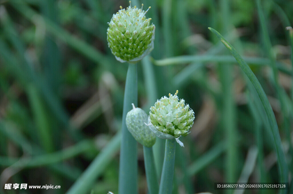 葱花苞特写