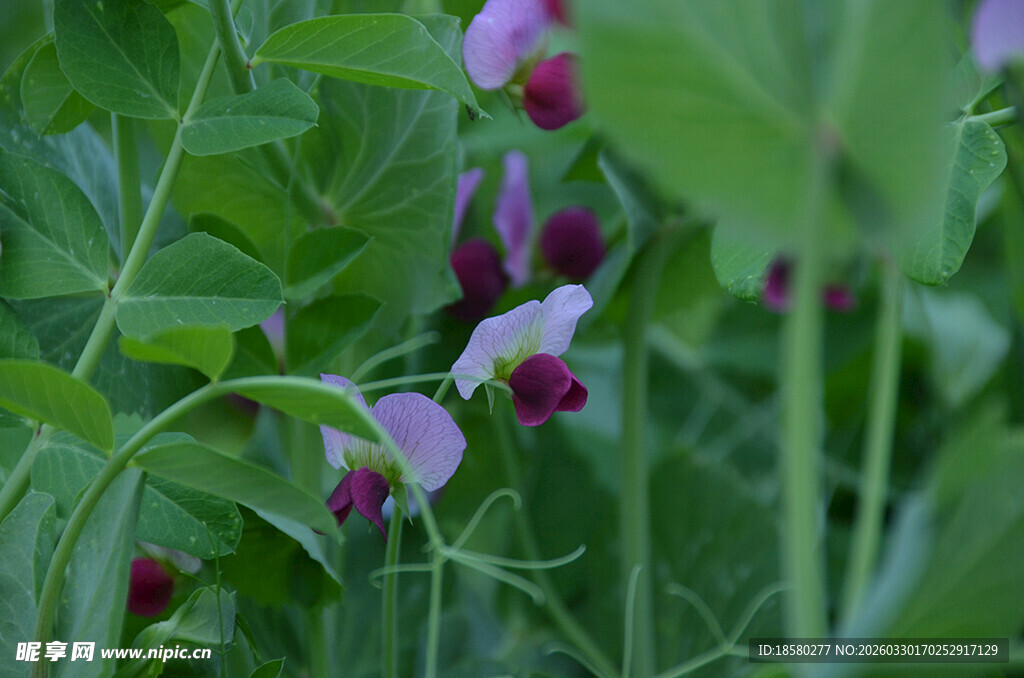 紫色豌豆花绽放于绿叶间