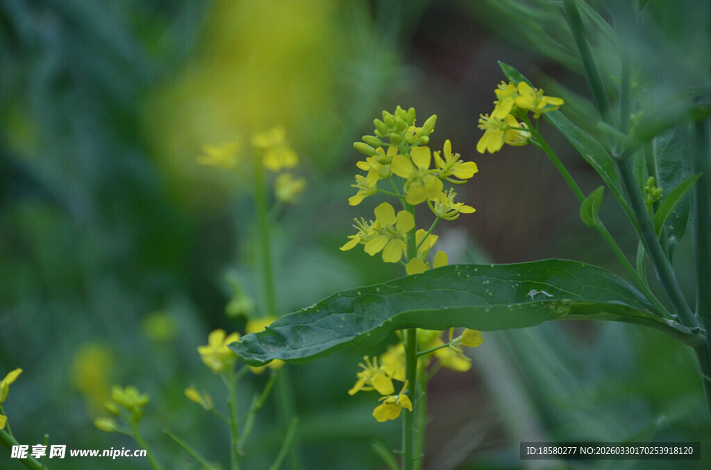 田野中的黄色油菜花小花