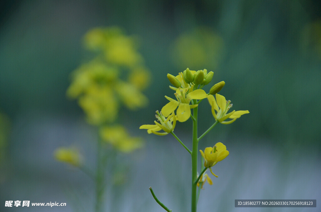 绽放的黄色油菜花小花