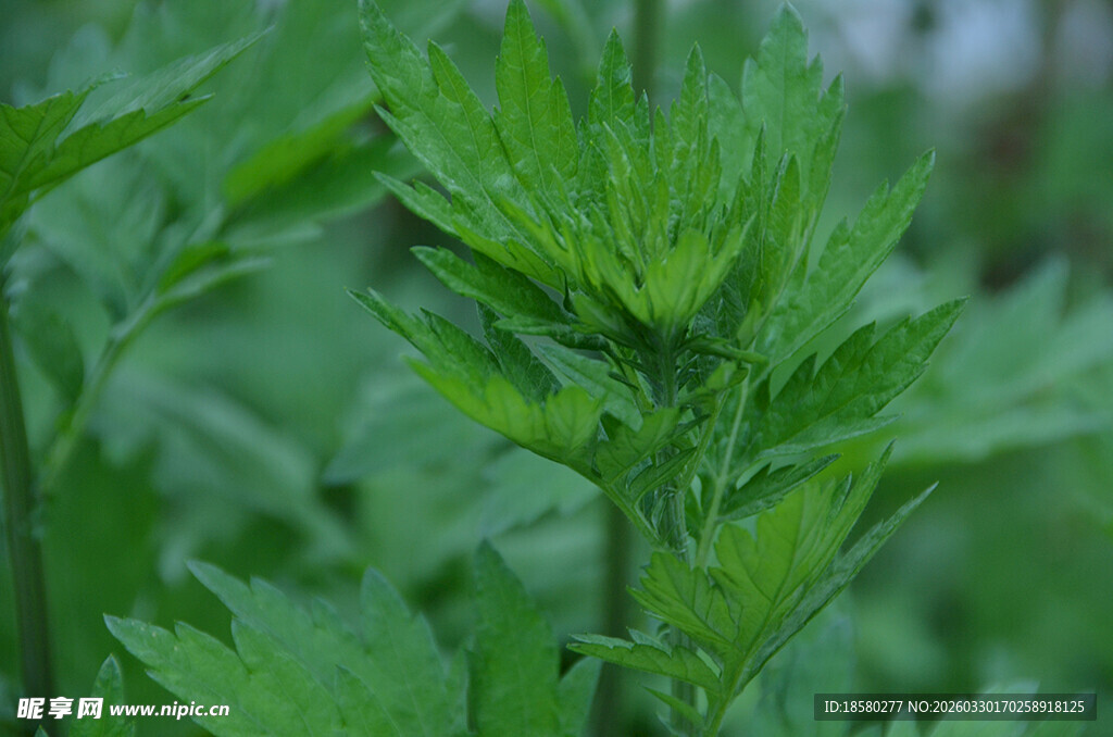 嫩绿植物特写