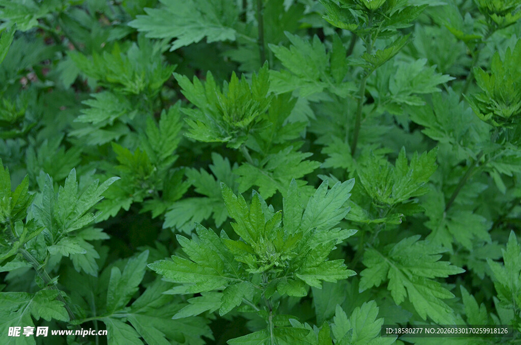 翠绿繁茂的艾草植物叶片