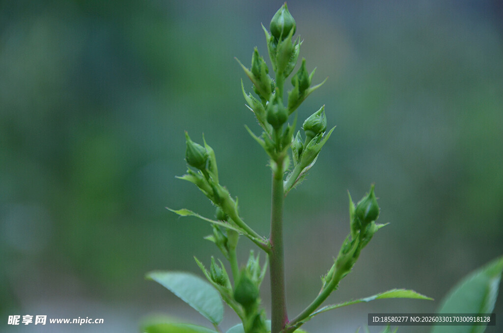 嫩绿植物枝芽花骨朵特写