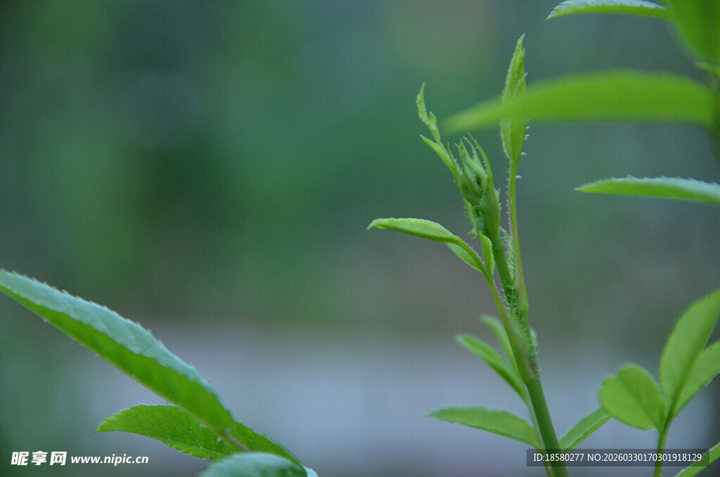 嫩绿新枝绽生机