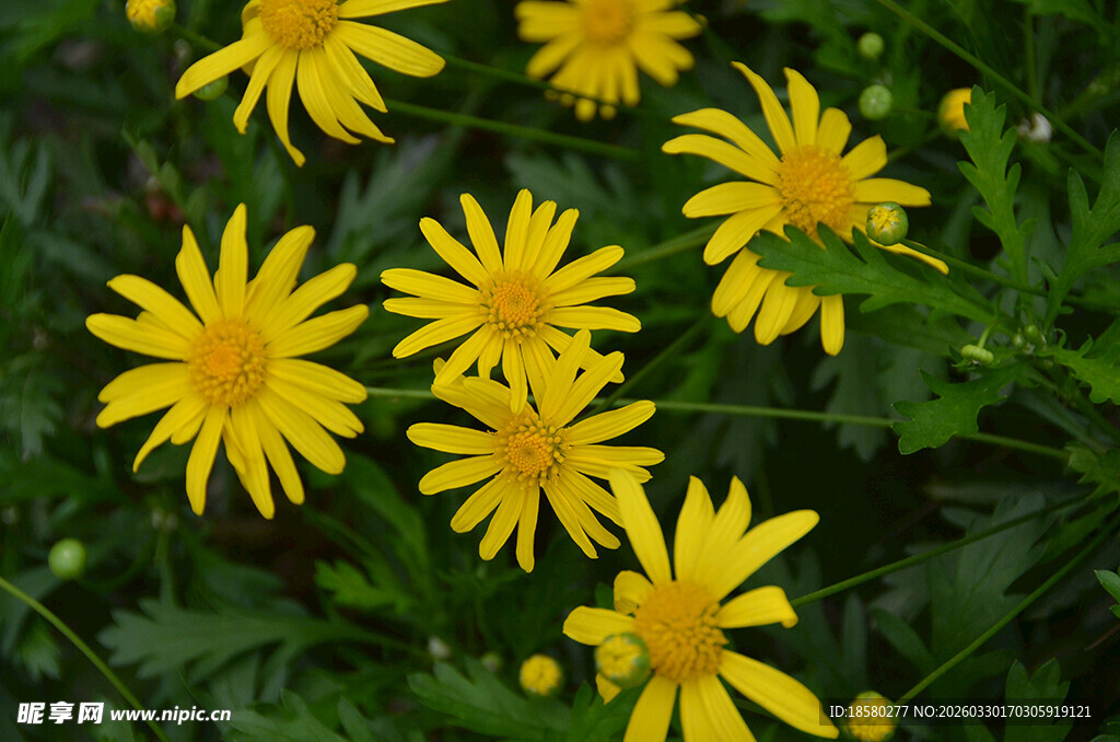 黄色小菊花绽放