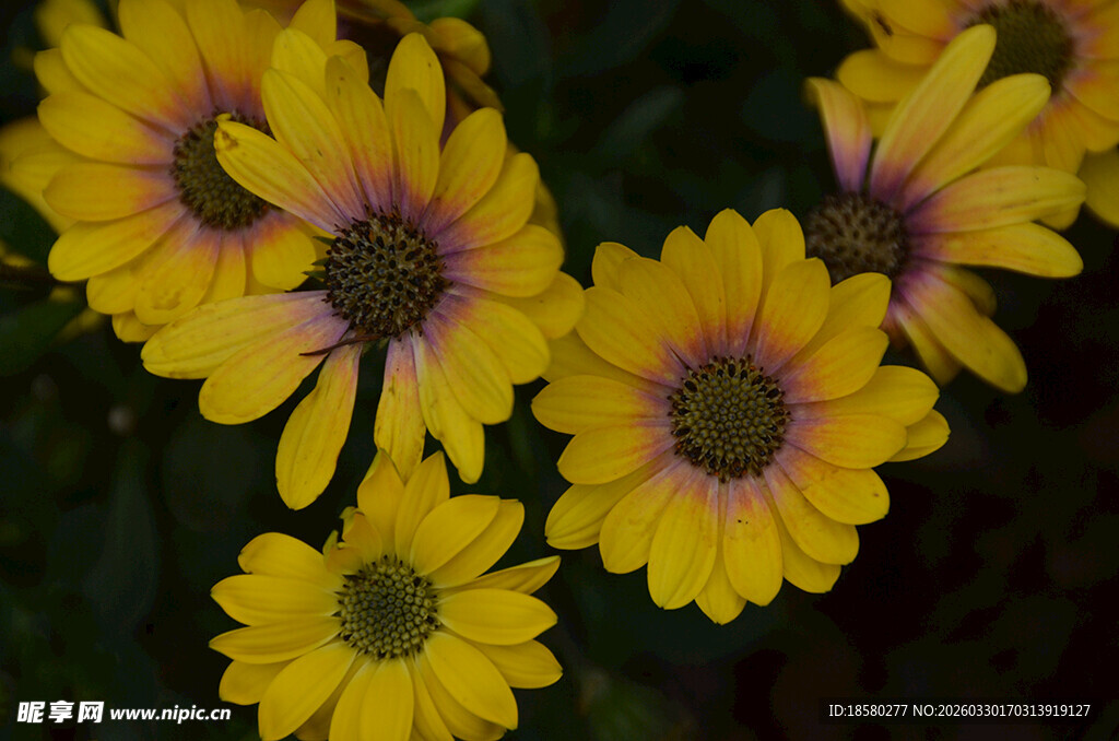 黄色蓝目菊花朵特写
