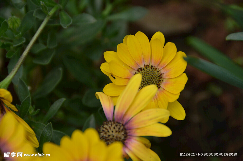 黄色蓝目菊雏菊绽放美丽瞬间