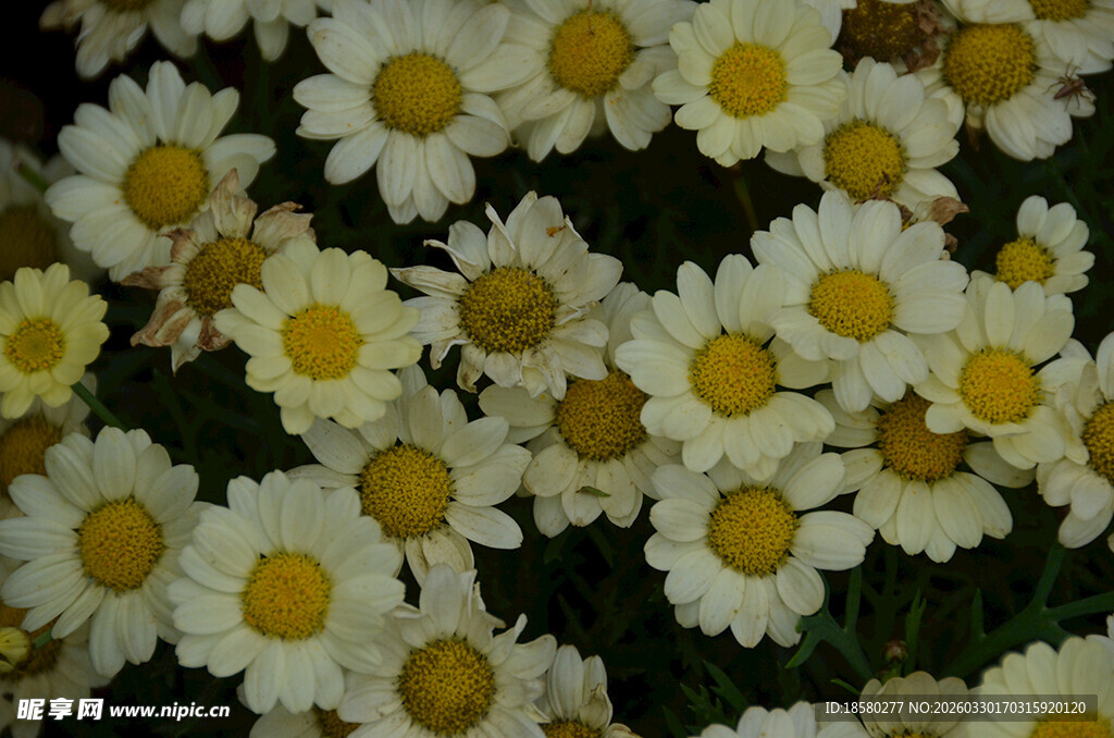白色玛格丽特雏菊绽放美丽画面