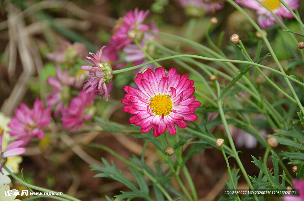 娇艳玛格丽特雏菊绽放于绿野间