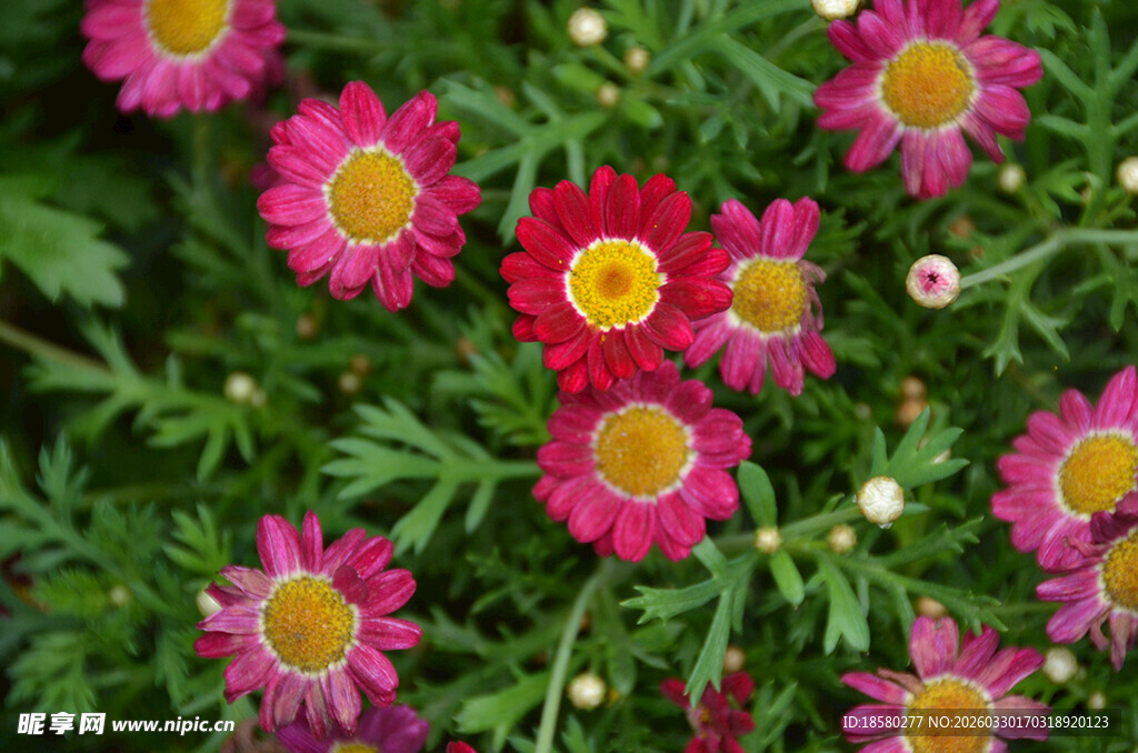 鲜艳粉色玛格丽特雏菊绽放