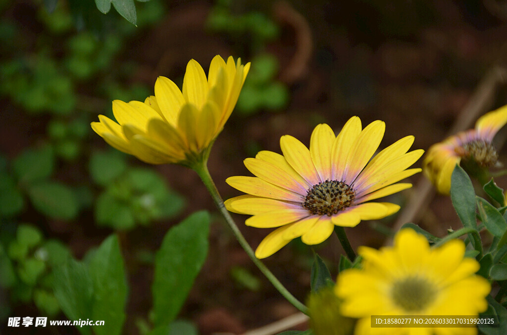 黄色蓝目菊雏菊绽放于绿意间