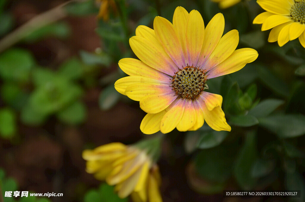 黄色蓝目菊雏菊绽放于绿叶间