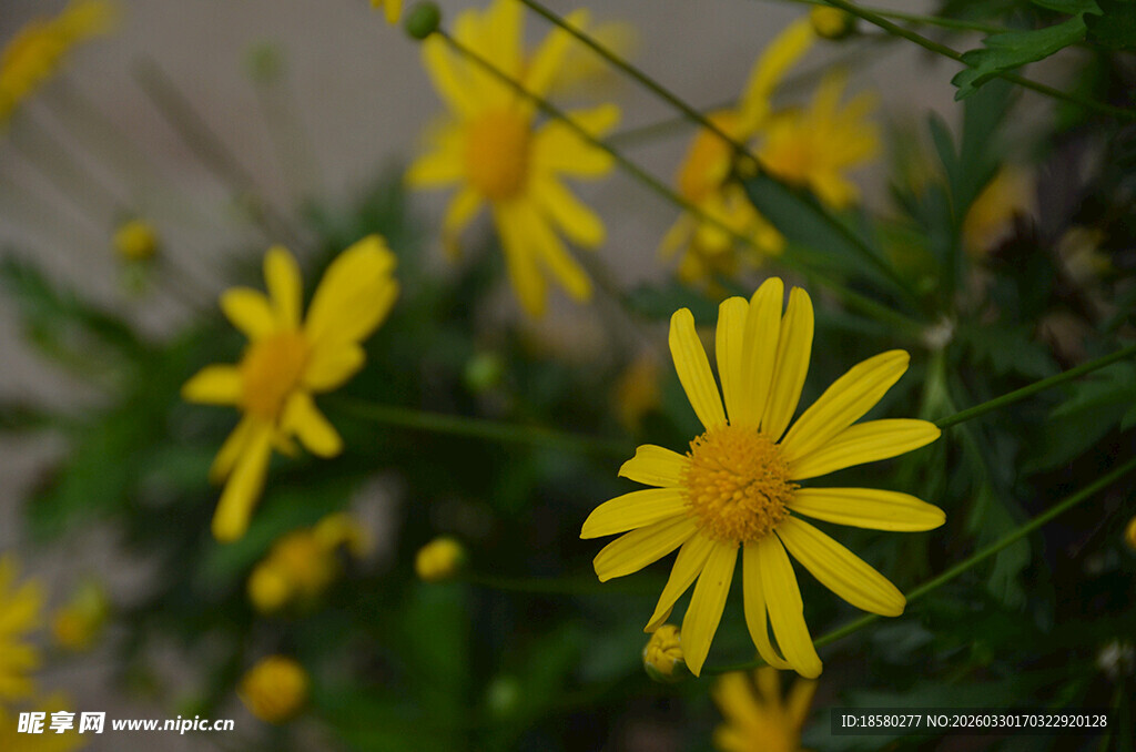 绽放的黄金菊黄色小野花