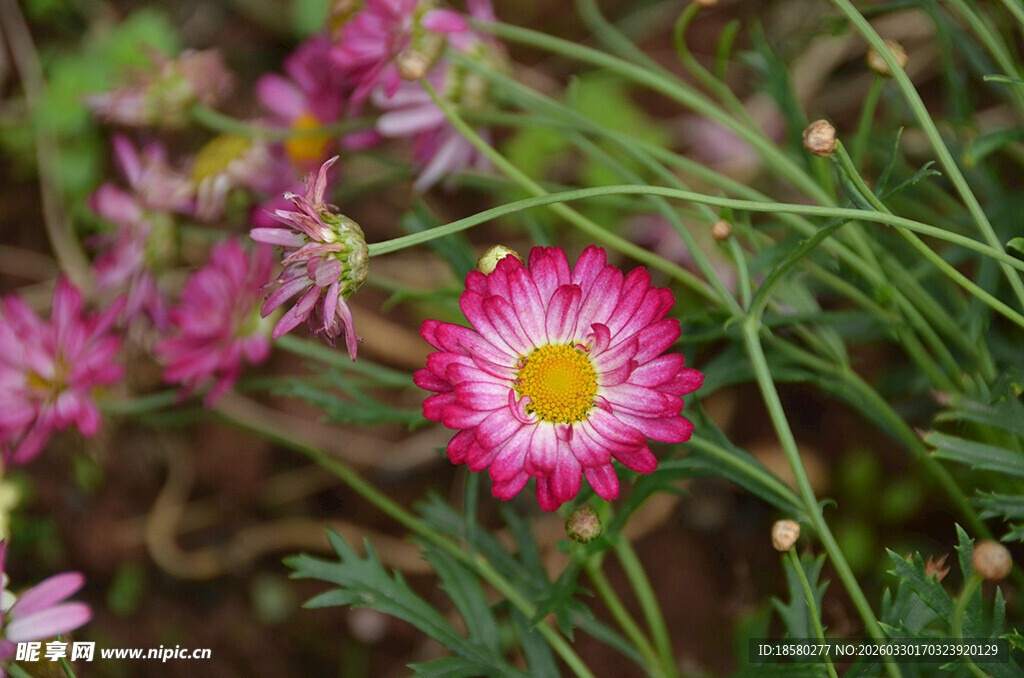 娇艳玛格丽特绽放于绿植间