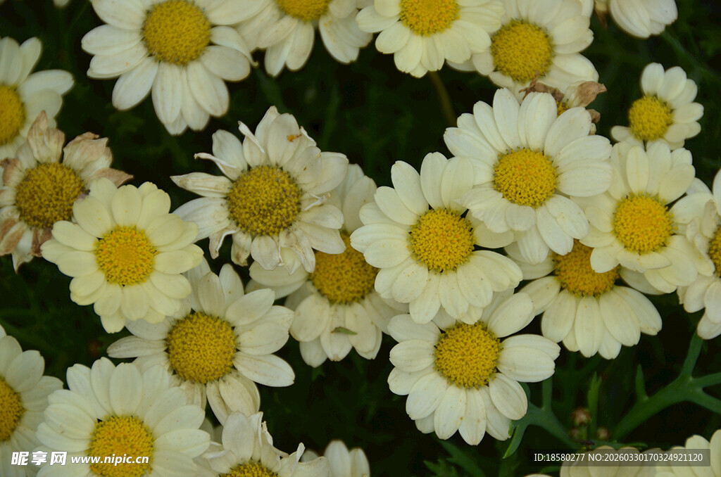 白色玛格丽特雏菊绽放画面