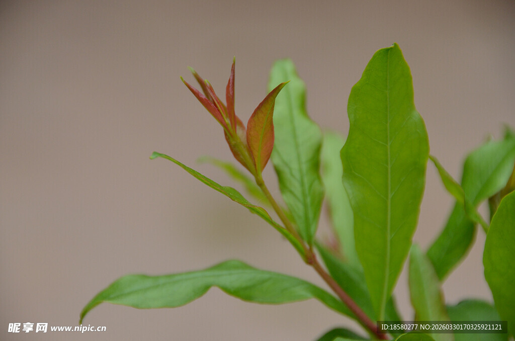 嫩绿枝叶特写