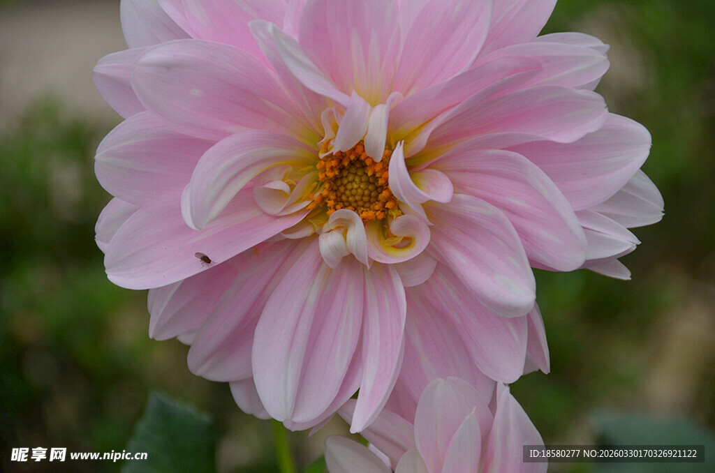 娇艳粉色大丽花特写