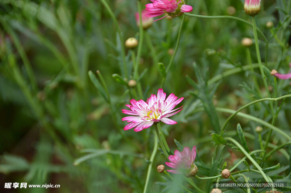 粉色玛格丽特绽放于草丛间
