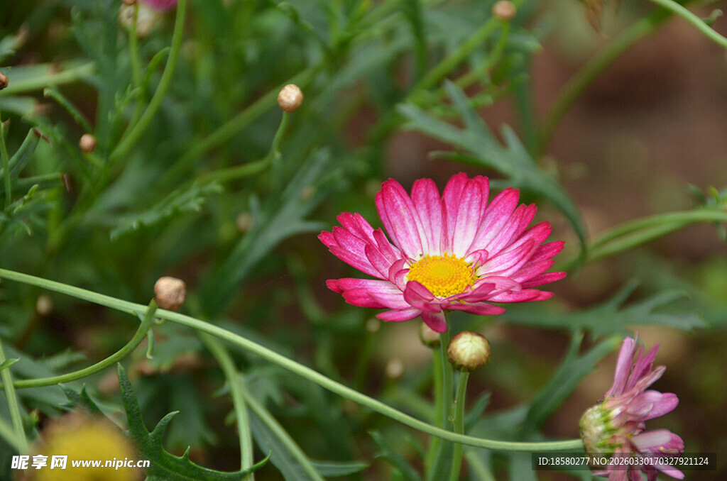 娇艳绽放的粉色玛格丽特 