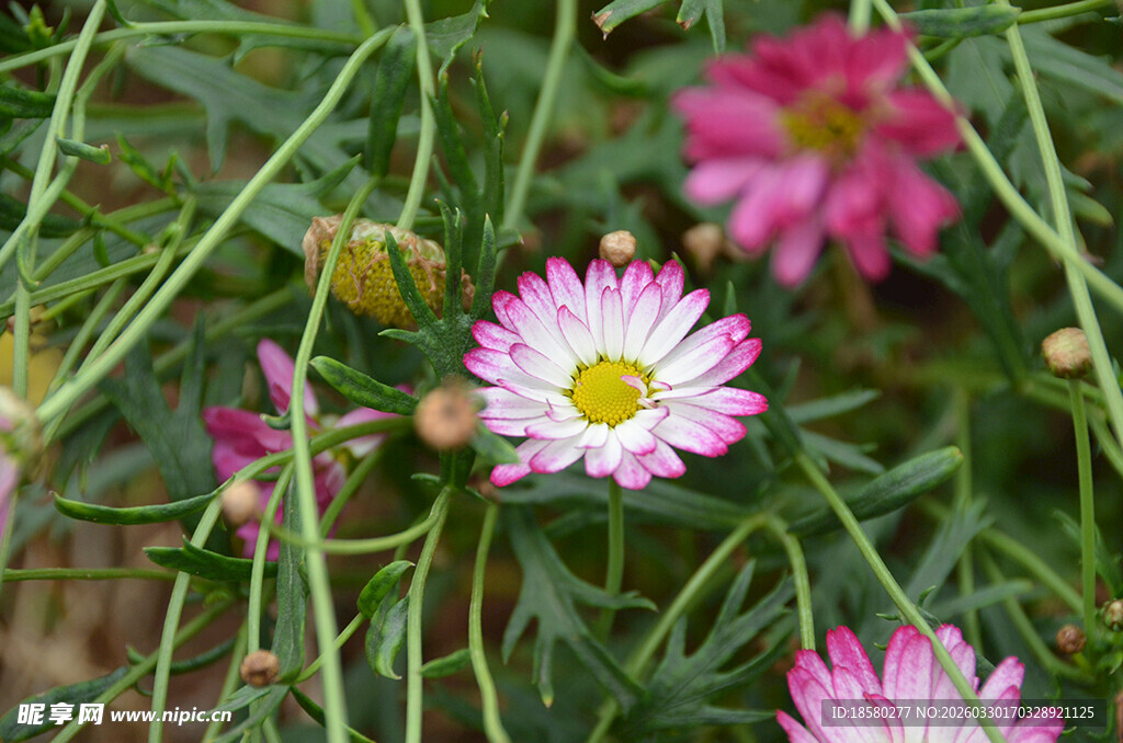 粉色雏菊玛格丽特绽放于绿植间