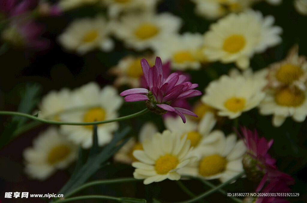 多彩玛格丽特绽放美丽瞬间