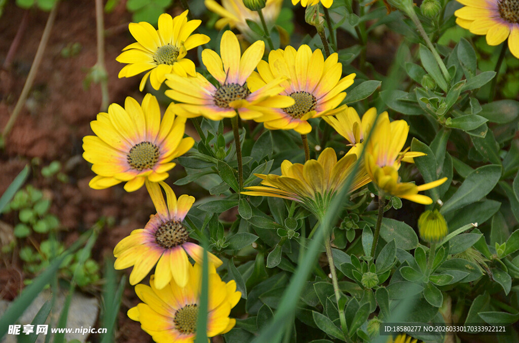 蓝目菊黄色小花绽放于绿叶间