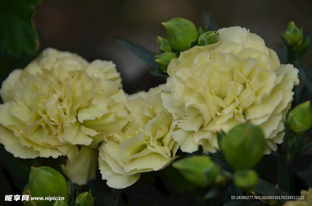 淡黄色康乃馨绽放