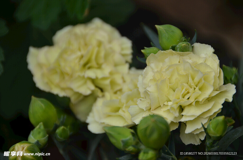 淡黄色康乃馨绽放