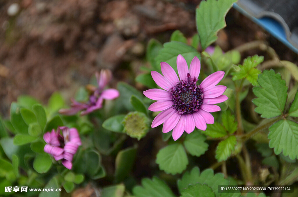 紫色雏菊蓝目菊绽放于绿叶间