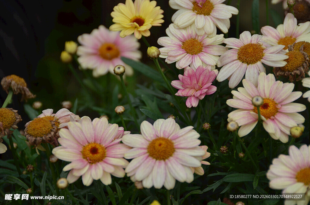 多彩玛格丽特雏菊绽放
