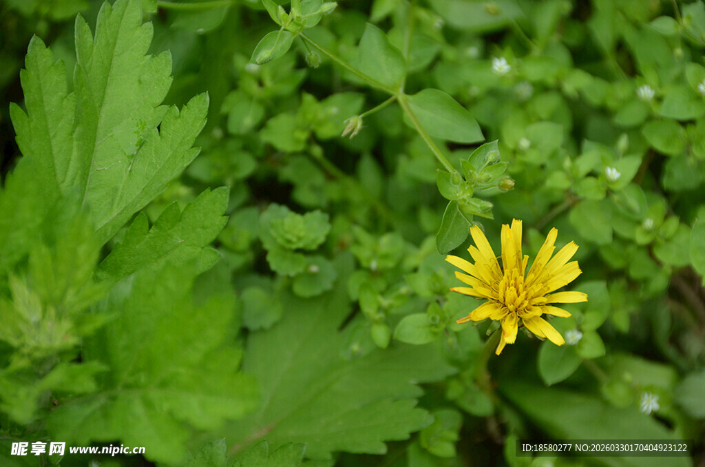 绿叶丛中的黄色小花