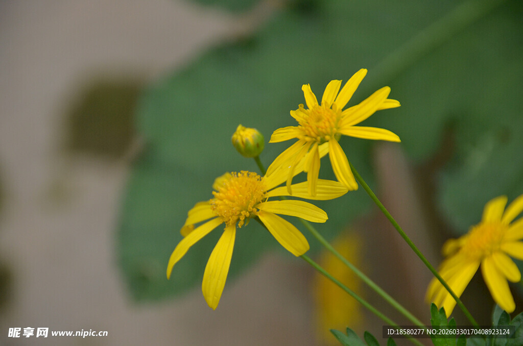 黄色黄金菊小花特写