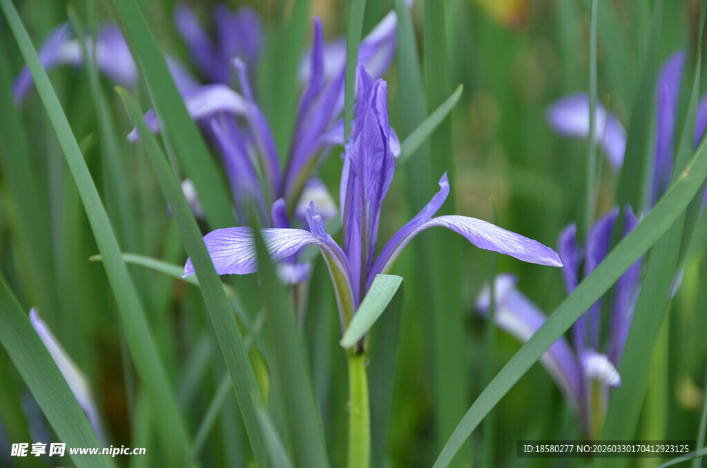 紫色鸢尾花绽放于草丛