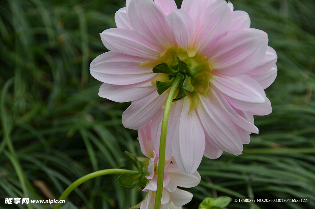 粉色大丽花绽放于绿野间