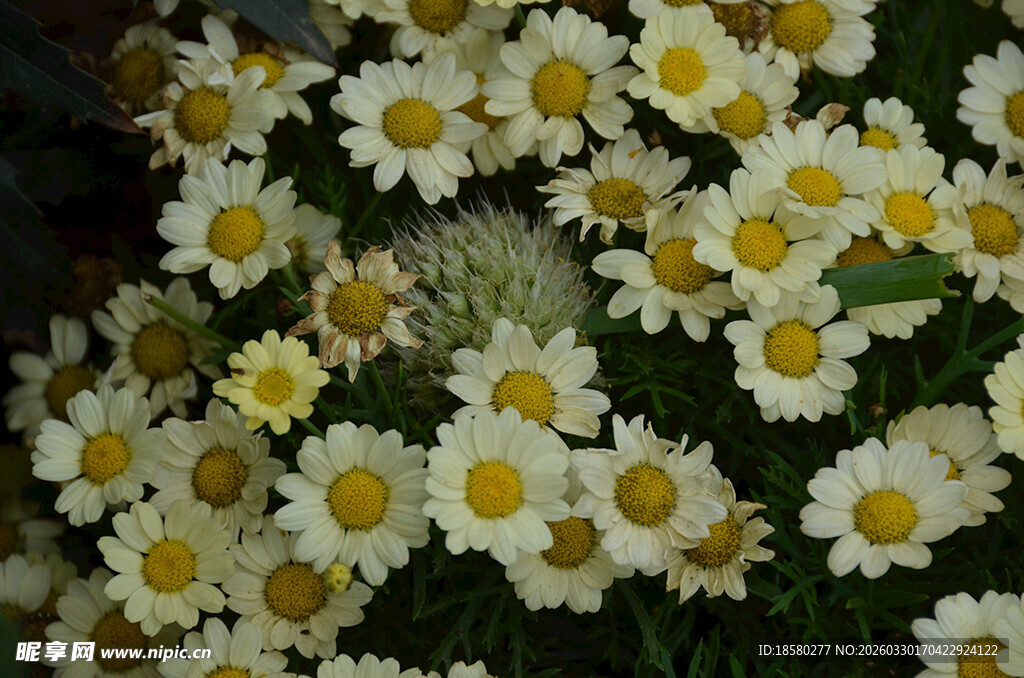 蓝目菊玛格丽特清新雏菊绽放