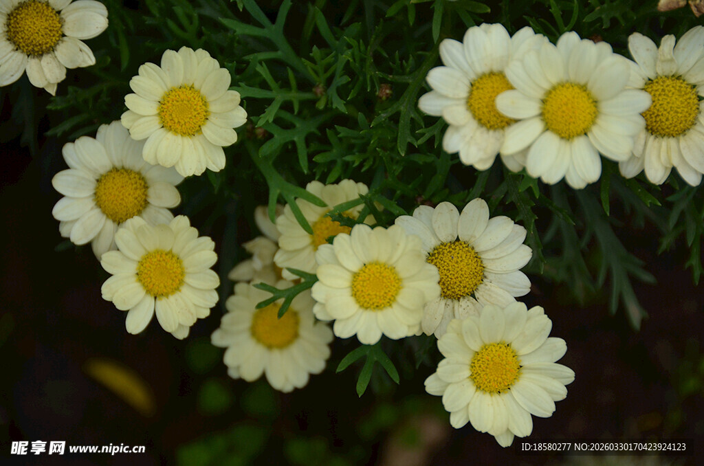 蓝目菊玛格丽特白色雏菊绽放