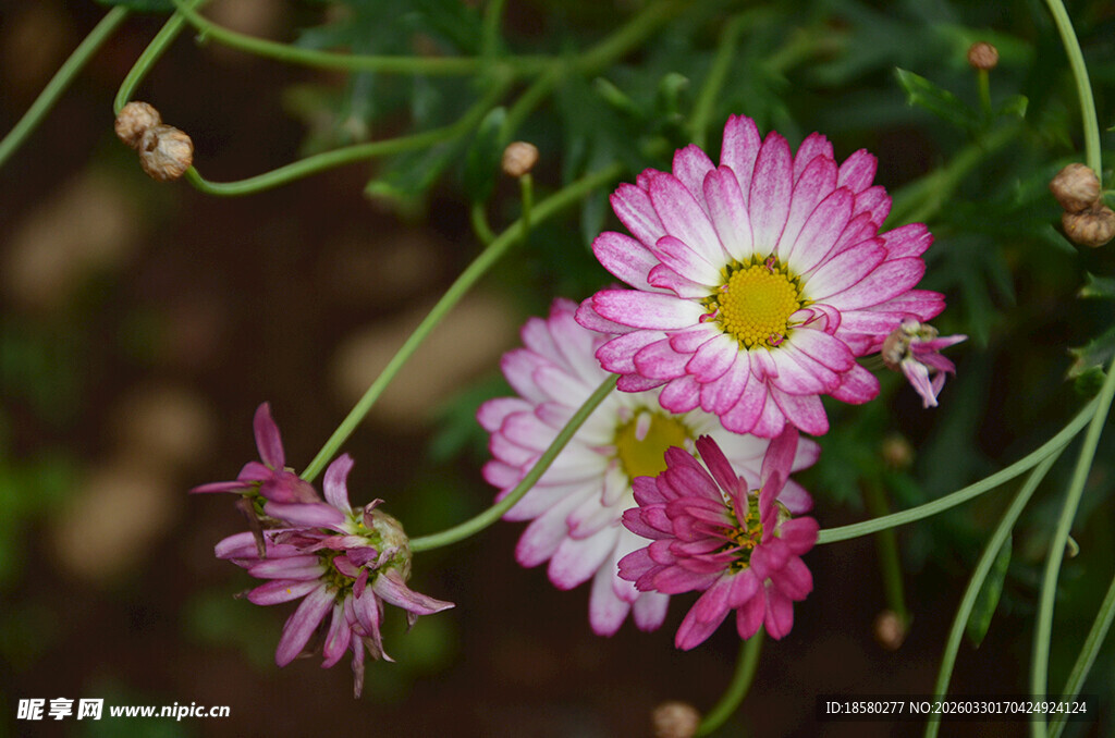 玛格丽特粉色雏菊绽放于绿枝间