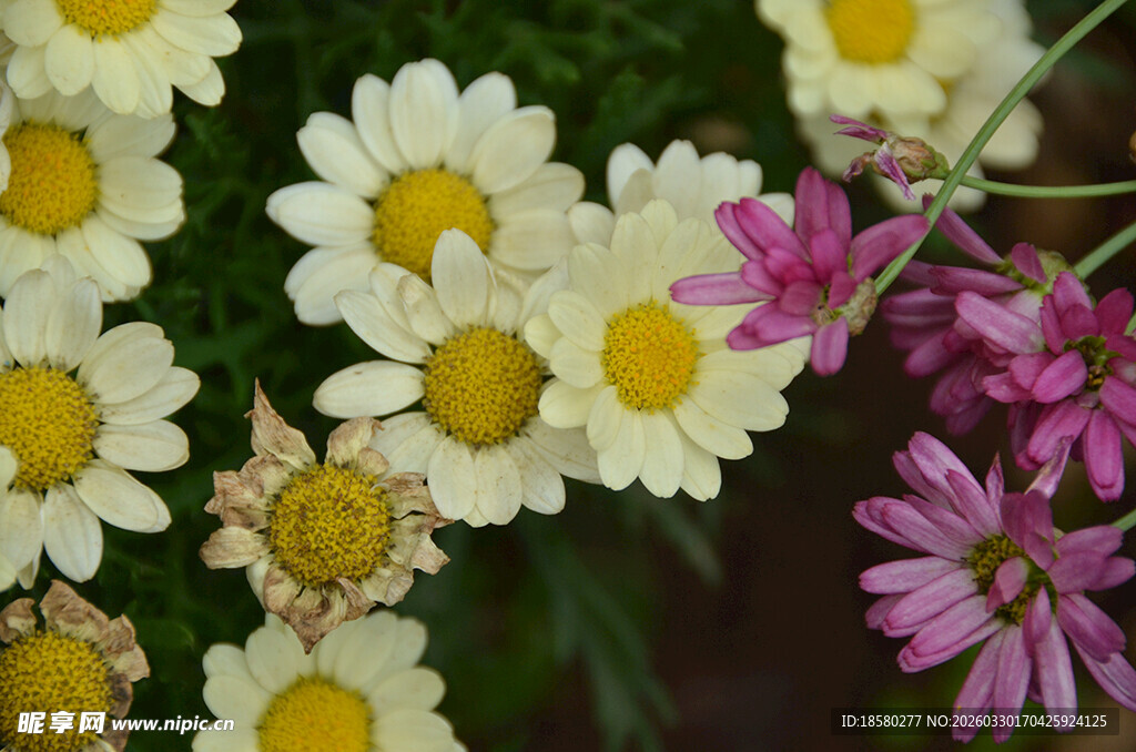 蓝目菊玛格丽特多彩雏菊绽放