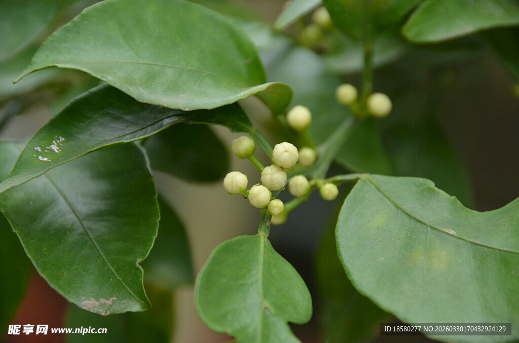 绿叶间的淡黄色橘子花