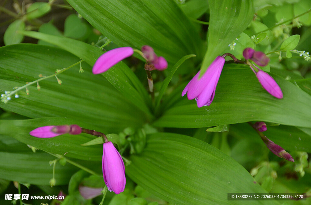 紫色玉簪花绽放绿叶间