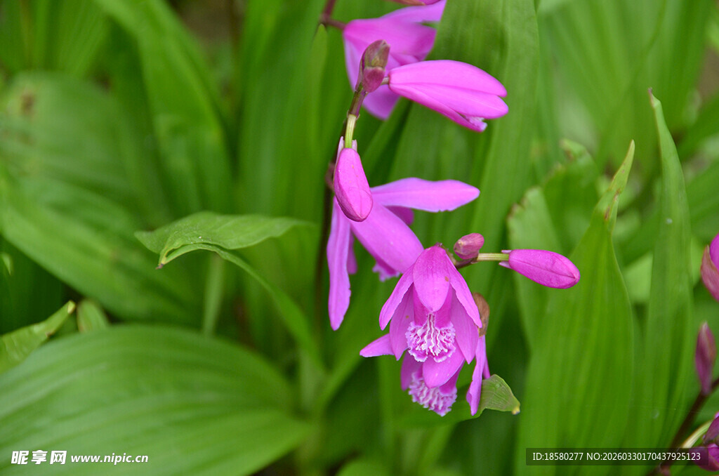 娇艳紫花绽放绿叶间