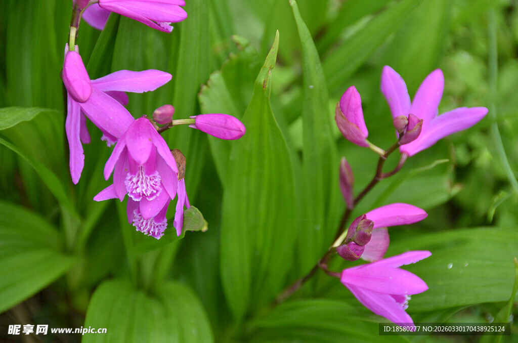 紫色娇艳兰花绽放