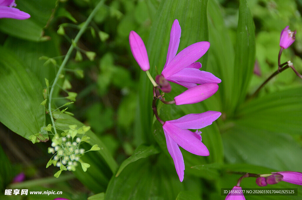 紫色小花绽放绿叶间