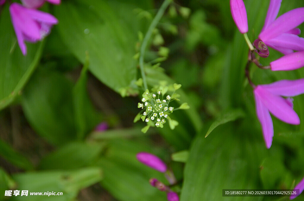 绿叶间的紫花与嫩绿花序