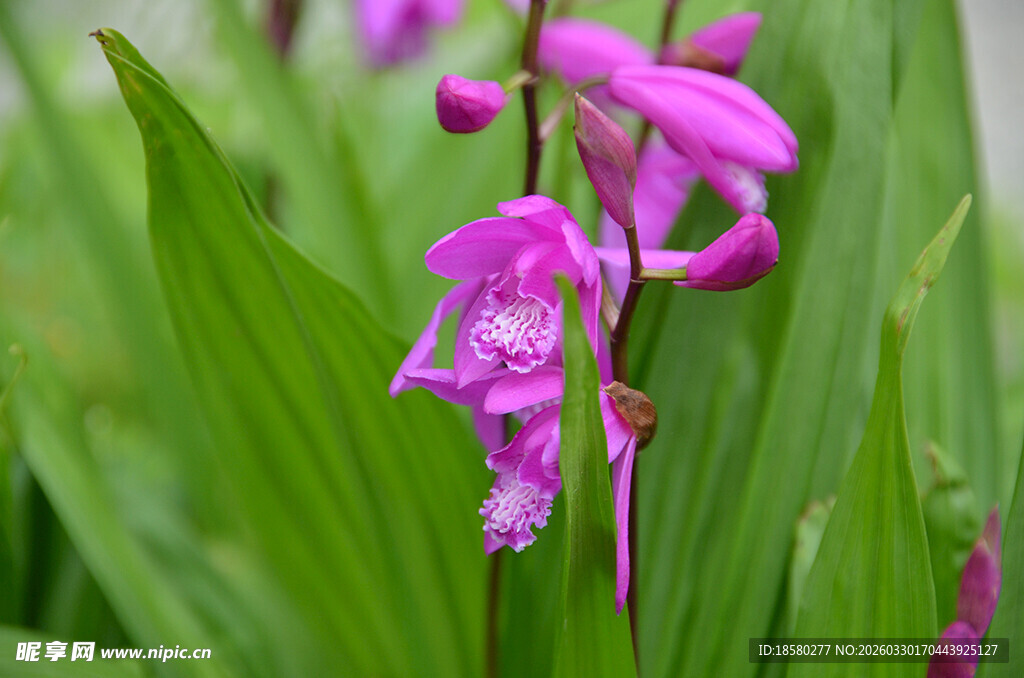 紫色杓兰绽放于绿叶间
