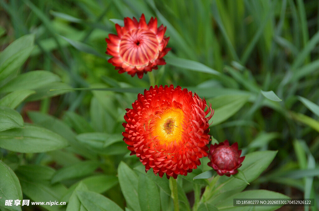 麦秆菊鲜艳红花绽放绿叶间